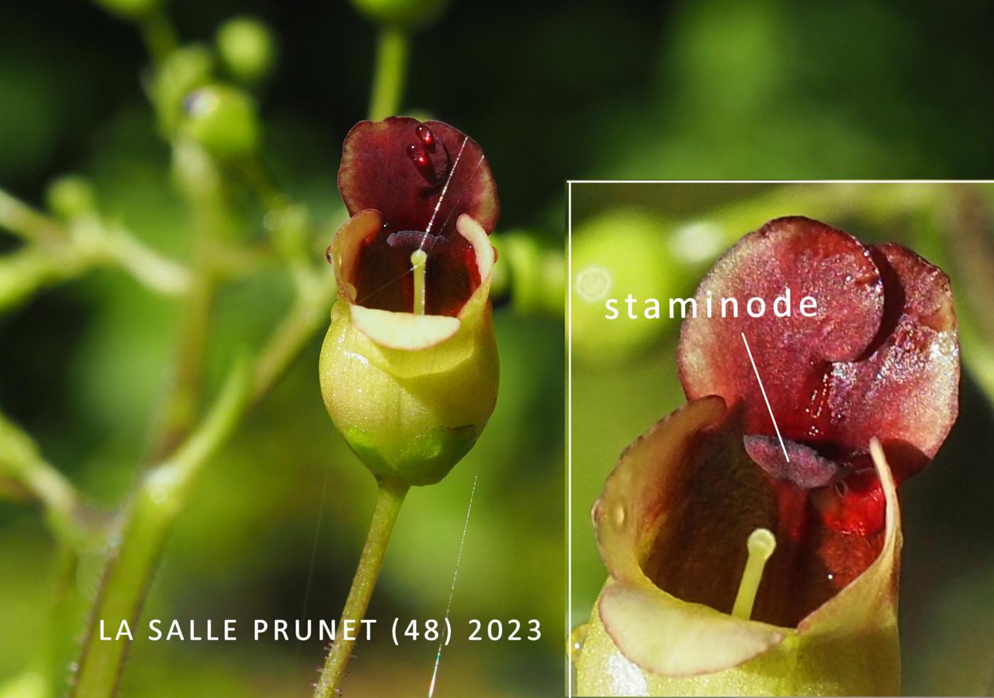 Figwort, Barmies flower